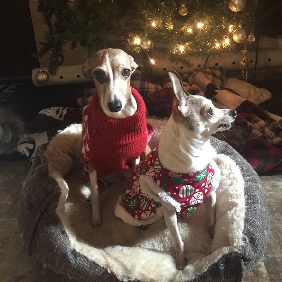 Meet your Posher, Mollie - Picture 4 of 4